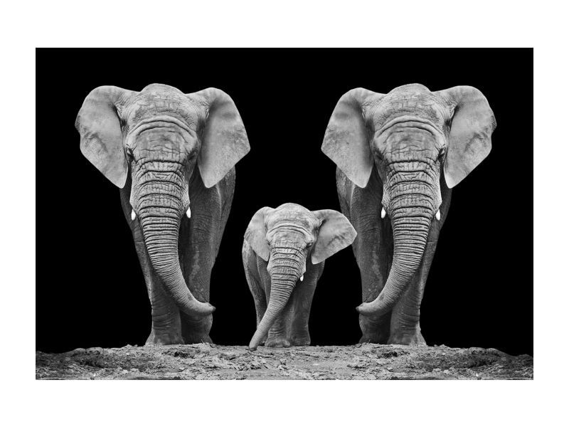 картина на стекле signal elephant familty 120x80