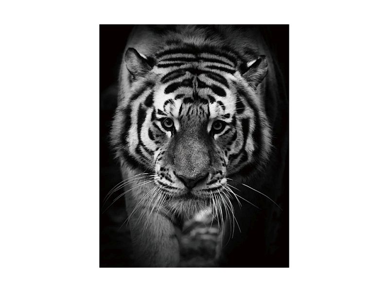 картина на стекле signal tiger 80x120